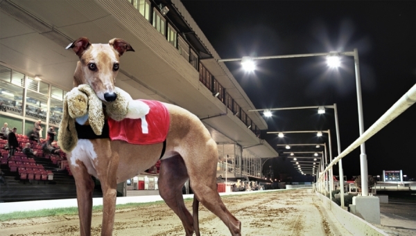 Photograph Chris Frazer Smith Greyhound on One Eyeland